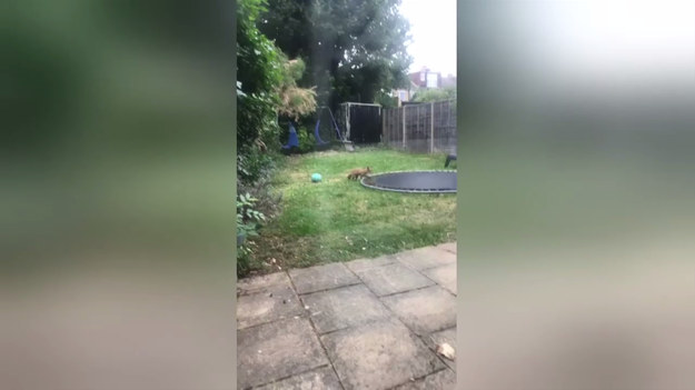 Mężczyźnie udało się nakręcić młodego lisa, który odwiedził ogród z tyłu domu. Tam znalazł trampolinę, z której postanowił skorzystać. Zobaczcie sami. 