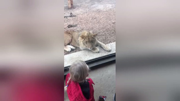 Dziewczynka podczas wizyty w zoo usiadła obok wybiegu lwa. Drapieżnik bacznie przyglądał się dziewczynce przez dłuższą chwilę, aż w końcu skoczył w jej kierunku. Na szczęście, między nimi była szyba. 