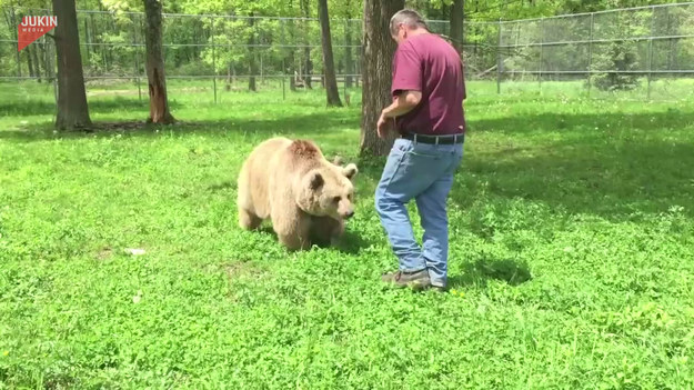 Mężczyzna może pochwalić się niezwykłą przyjaźnią jaka łączy go z niedźwiedziami. Jak wygląda zabawa z takimi zwierzętami? Zobaczcie sami.