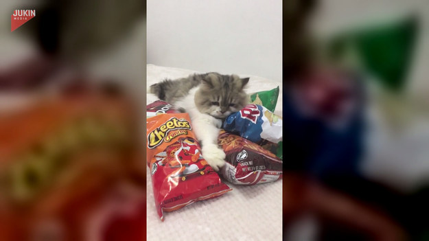 Poznajcie kotka-chytruska. Otacza się dużą ilością paczek z chipsami, ale gdy jego właściciel chciał się poczęstować, kot zareagował dosadnie.