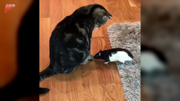 Poznajcie wyjątkowy duet. Kot i szczur bawią się ze sobą całkiem nieźle. 