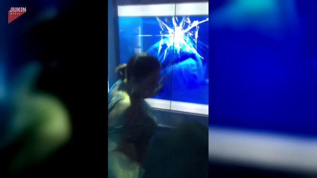 W International Spy Museum w Waszyngtonie zamontowano ekrany LED, które - po dotknięciu - symulują atak rekinów. Pewna rodzina postanowiła to wykorzystać, żeby wystraszyć babcię. Jej reakcja przeszła chyba ich oczekiwania.