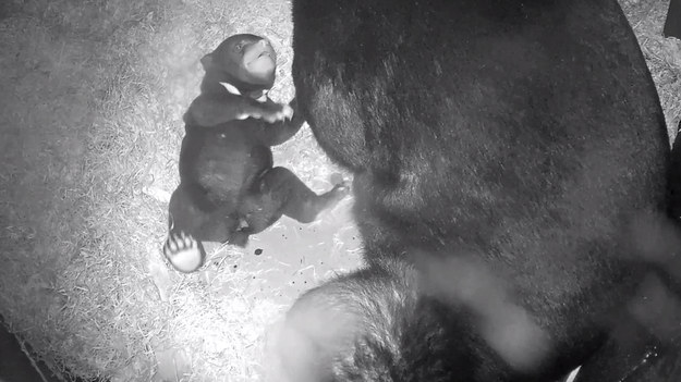 Niedźwiadek malajski przyszedł na świat w Chester Zoo, w Wielkiej Brytanii. Nagranie pokazuje wzruszające chwile, w których młody zaczyna przytulać się do matki. Dodajmy, że niedźwiedzie malajskie to jedne z najrzadziej występujących gatunków niedźwiedzi.