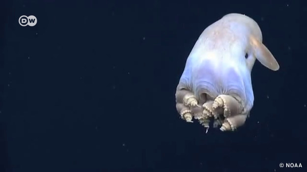 To sympatyczne stworzonko odkryto w Zatoce Meksykańskiej. Zobacz wideo!