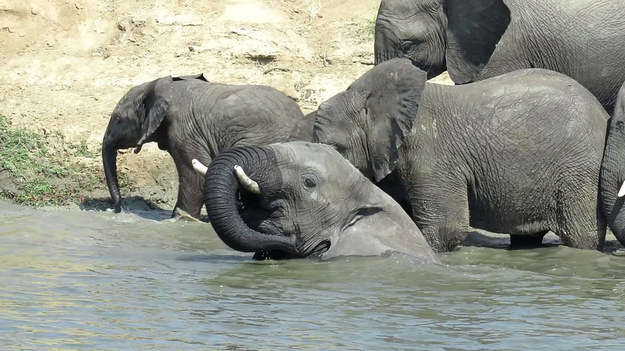 Turyści podczas wizyty w Parku Narodowym w RPA mieli okazję oglądać na własne oczy urocze harce dwójki słoniątek, które beztrosko bawiły się u wybrzeży rzeki pod czujnym okiem starszych osobników.