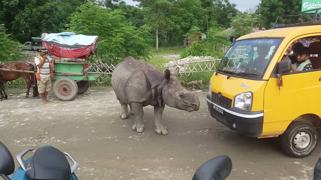Nagrywający był zdziwiony widokiem jaki zastał na drodze w Nepalu. Młody nosorożec chodził po głównej drodze, nie zwracając uwagi na ludzi. Niektórzy z nich podchodzili i robili zdjęcia ssakowi. 