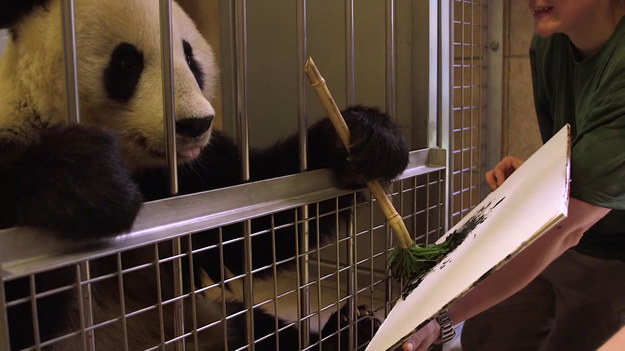 Yang Yang, bo tak nazywa się ta panda ma niezwykły talent. Uzbrojona w bambusowy pędzel maluje obrazy, które każdy wart jest aż 600 dolarów. To całkiem dużo zważając na to, kto to robi. Zwierzę nie jest do tego zmuszane, a jak mówią pracownicy zoo w Austrii: "Yang Yang ma dużo radości z malowania i dobrze przy tym się bawi". 