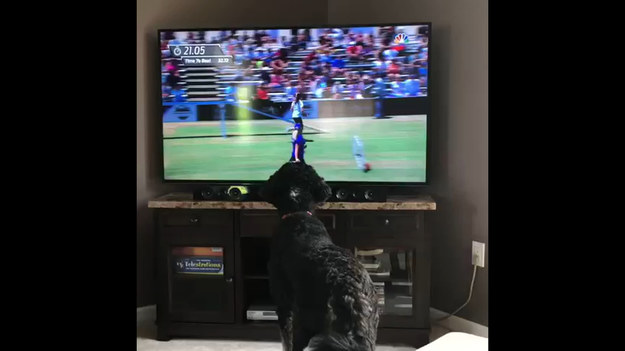Właścicielka nagrała swojego psa, który bacznie przyglądał się sztuczkom jakie wykonywał jego starszy kolega w telewizji. Urocze, prawda?