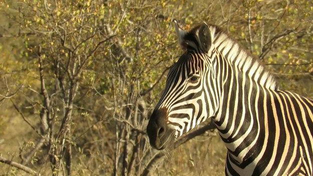 Turyści podczas wycieczki w Narodowym Parku Krugera zobaczyli zebrę. I nie była to zwykła zebra, tylko taka, która na widok ludzi uwielbiała stroić śmieszne miny. Zobaczcie sami. 