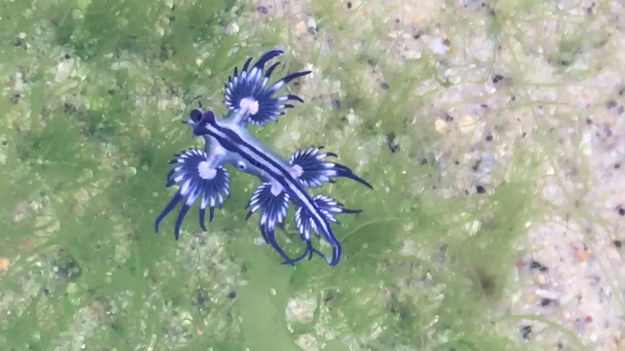 Glaucus atlanticus, czyli niebieski smok, jaskółka morska lub błękitny anioł. A tak naprawdę jadowity morski ślimak. Nagranie zrobiono na plaży Bondi w Sydney. Charakterystyczną cechą ślimaka jest pływanie "głową w dół", przy wykorzystaniu gazu z żołądka. 