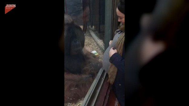 Kobieta w zaawansowanej ciąży, wraz z najbliższymi, odwiedziła zoo i tamtejsze orangutany. Kiedy podeszła do szyby z bruszkiem, stało się coś niesamowitego. Zobaczcie sami.