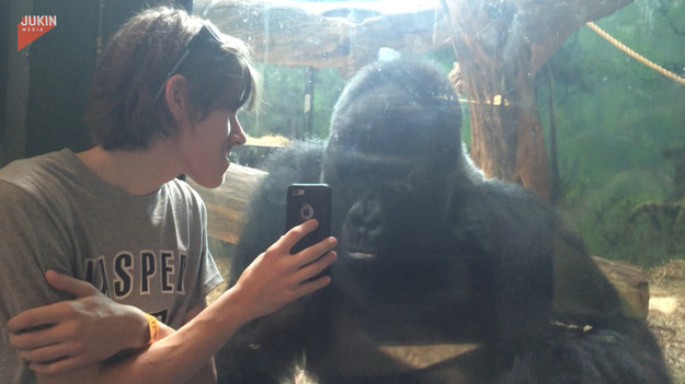 Ludziom podczas wycieczki do zoo udało się nagrać ciekawy widok. Pewny chłopak usiadł blisko wybiegu dla goryli i wyciągnął telefon. Zaciekawione zwierzę podeszło do szyby oddzielającej ich, po czym usiadł, by przyglądnąć się z bliska obrazkom. Urocze, prawda?
