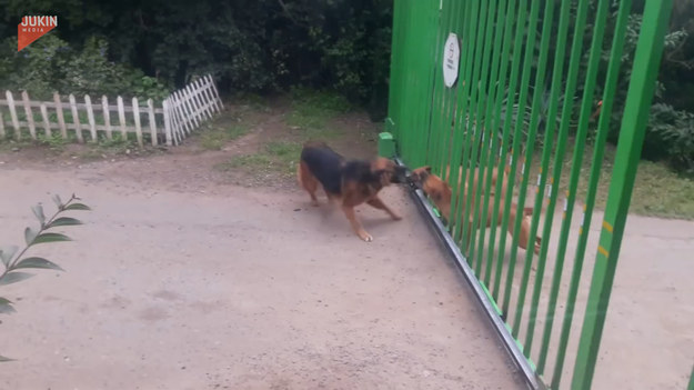 Nagranie jest dość zabawne patrząc na to co się działo. Dwa psy, dość głośno się kłóciły, a wszystko robiły przez bramę, która... była otwarta. 