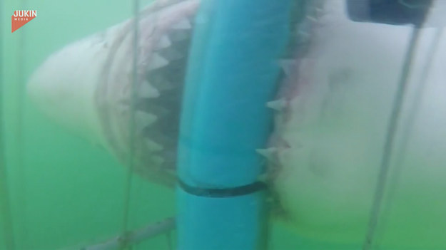 To było przerażające doświadczenie. Tego dnia nurkowie nie zapomną na bardzo długo, a to za sprawą ogromnego rekina, który zaatakował ich klatkę, gdy byli pod wodą. Zwierzę miało prawie 12 metrów.