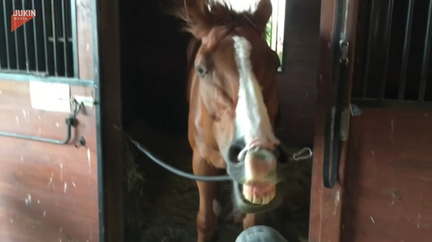 Ten koń wygląda na zadowolonego nową zabawką. Jak widać, dmuchawa do liści znalazła nowe zastosowanie.