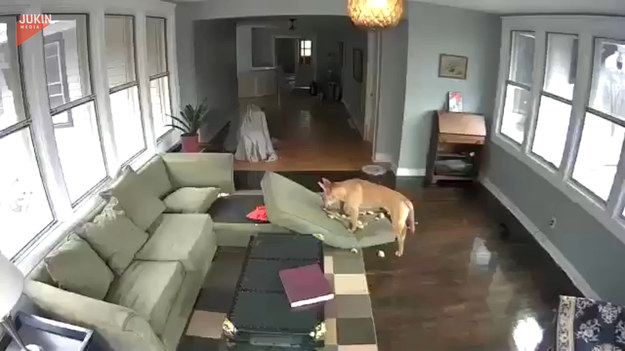 Pies został przyłapany na kamerze jak niszczy nową sofę, po tym jak właściciel zostawił go samego w domu. Co go tak zdenerwowało?