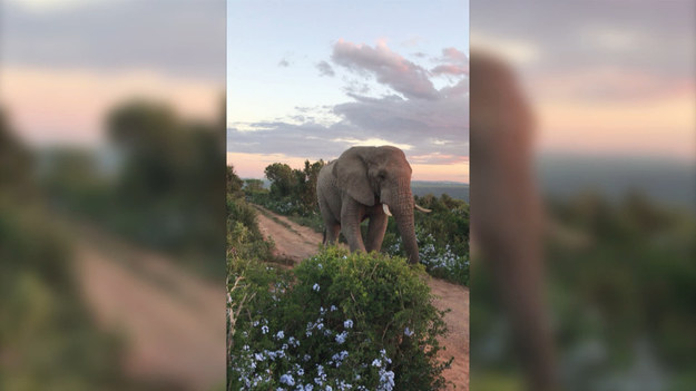 Turyści napotkali na swojej drodze ogromnego słonia. Spotkanie, które na pewno utkwi im w pamięci.