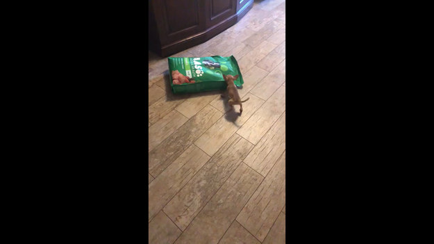 Właściciele nagrali swojego dwumiesięcznego szczeniaka podczas walki z 7 kilogramową torbą z jedzeniem dla psów. Urocze, prawda?