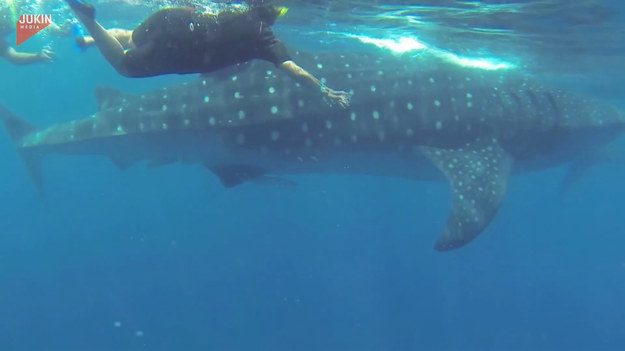 Grupa nurków pływała obok dużego rekina wielorybiego. Zwierzęta te z natury nie są groźne. I nagle stało się to.