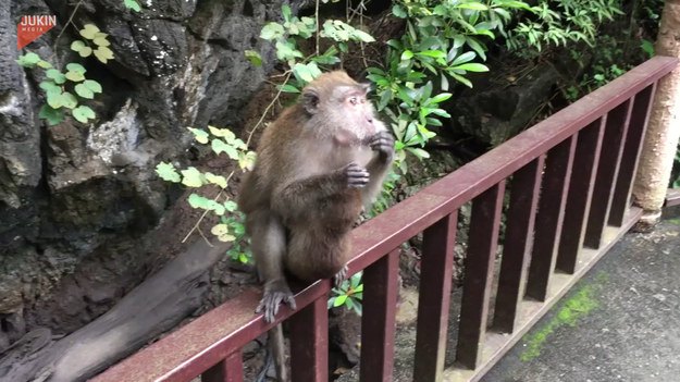 Nowożeńcy spędzali właśnie miesiąc miodowy w Tajlandii, gdzie podczas zwiedzania spotkali małpkę. Chcąc się z nią zaprzyjaźnić poczęstowali ją chipsami. Zwierzęciu najwyraźniej posmakowały, bo postanowiła ukraść resztę paczki i uciec do lasu. 