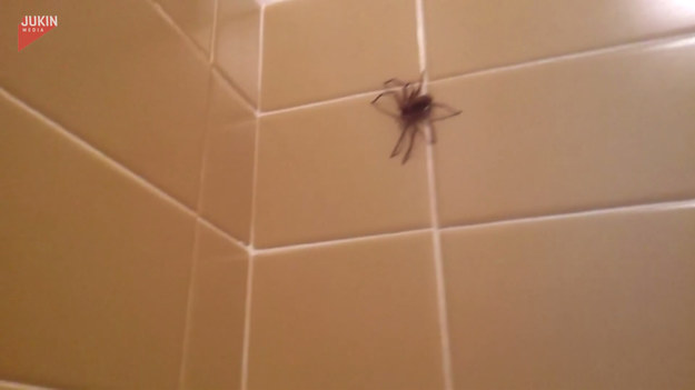 Pewien mężczyzna brał prysznic, gdy nagle zauważył dużego pająka na ścianie. Chciał się go jak najszybciej pozbyć, ale... chyba nie taka to miało wyglądać.