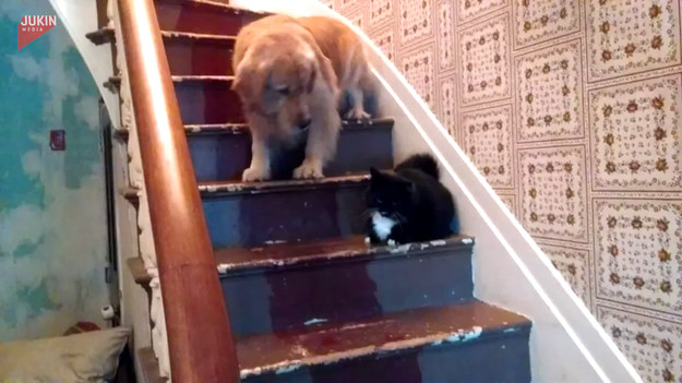Ten pies schodził po schodach, gdy nagle... na jego drodze pojawił się czarny kot. Co było dalej? Nie uwierzycie.