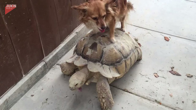 Ten pies dobrze wie, jak się w życiu ustawić. Gdy potrzebował dostać się w inne miejsce, wskoczył na żółwia i pozwolił mu się nieść. Ciekawe, czy doszli do celu...