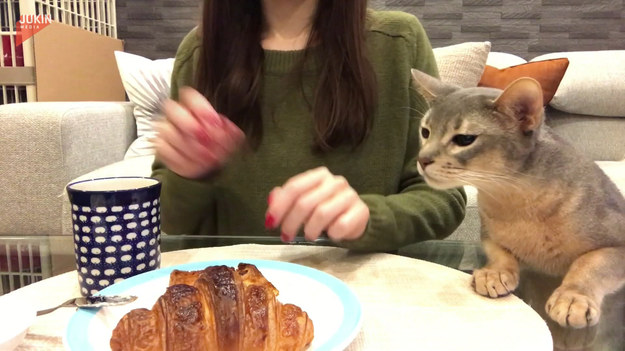 Kot próbuje wszelkich sposobów, aby ukraść kobiecie croissanta. Zobaczcie sami. 