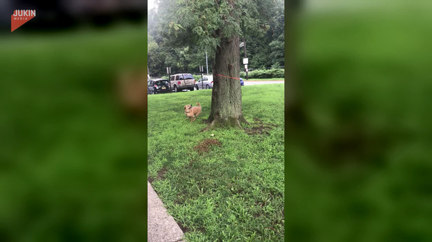 Pies zobaczył wiewiórkę na drzewie i od razu zapragnął ją złapać. Niestety wiewiórka była sprytniejsza...