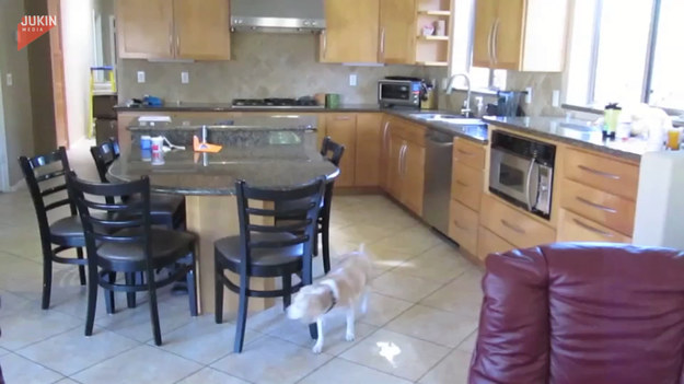 Właściciele zostawili psa w domu samego. Włączyli kamerę z podglądem na kuchnie, by sprawdzić co robi pies jak jest sam w domu. Oto, co się stało. Nie uwierzycie.