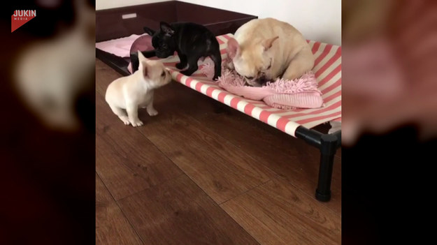Bianca - trzymiesięczny buldog francuski - chciała położyć się na łóżku obok innych psów. Ale jej krótkie łapki bardzo utrudniały zadanie. Jak to się skończyło?