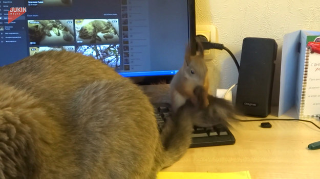 Kot położył się na biurku, a jego kumpel wskoczył mu na grzbiet, by zadbać o jego sierść. To się nazywa przyjaźń!