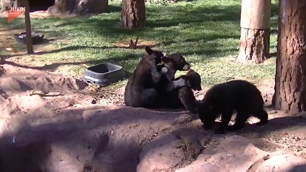 Trzy małe niedźwiadki podczas pielęgnacji, okazały się największą atrakcją dla turystów w zoo. Urocze, prawda?
