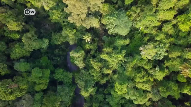 Kawa to nie tylko hit eksportowy Kostaryki. Ma swoją ciemną stronę: degraduje klimat. W procesie uprawy powstają duże ilości gazów cieplarnianych. Plantatorzy chcą to zmienić.