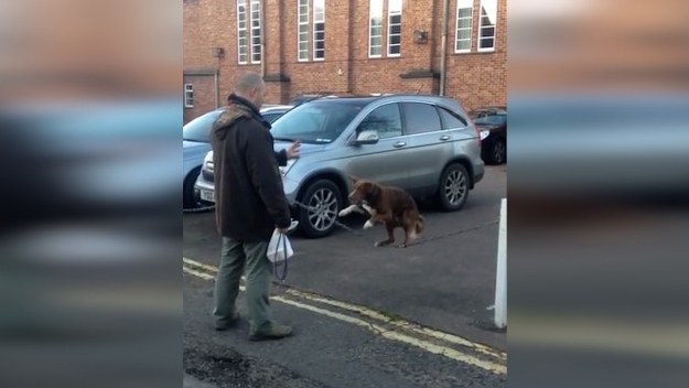 Ten pies marzy chyba o karierze cyrkowca. Jak widać na załączonym wideo, dzielnie uczy się sztuki balansowania. Dobrze mu idzie? (Cover Video/x-news)