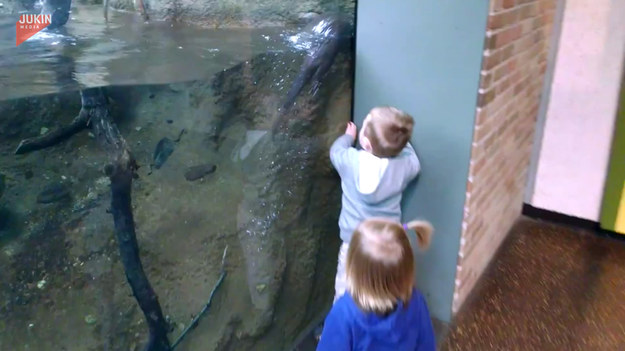 Rodzice z dziećmi poszli do zoo. Tam znalazły się chętne do zabawy wydry, które umiliły dzieciom czas w zoo. 
