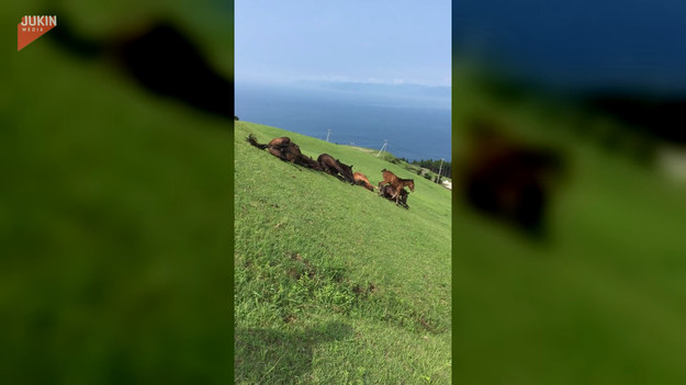 Autorowi udało się nagrać stado koni, które widząc świeżo skoszoną trawę, nie mogły się oprzeć i zaczęły się po niej turlać. 