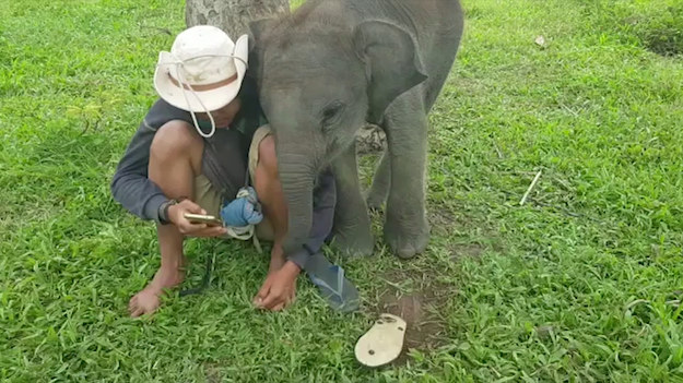 Mężczyzna nie zwracał uwagi na młodego słonia. Co wtedy zrobiło zwierzę? 
