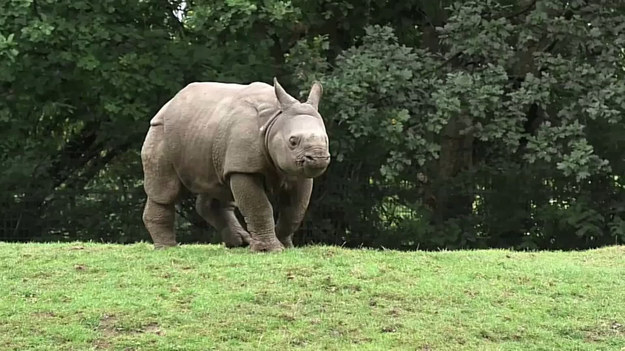 Młody nosorożec chciał zdobyć uwagę mamy, która była zajęta jedzeniem. Co takiego zrobił? 