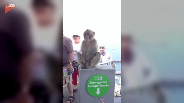 Kiedy ta małpa zgłodniała, nic nie było w stanie jej powstrzymać przed ukradnięciem banana z torebki kobiety. 