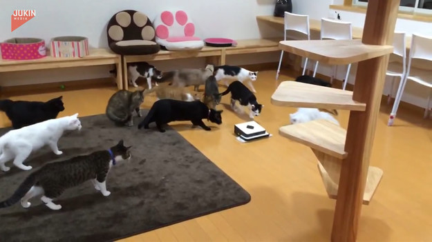 Stado ciekawskich kotów zainteresowało się nowym przyrządem w ich pokoju. Był to automatyczny odkurzacz, który jeździł z jednej strony na drugą. Finał?