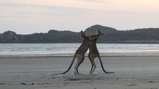 Stado kangurów zostało przyłapane na opuszczonej plaży, gdzie urządziły sobie bijatyki. Zobaczcie sami.
