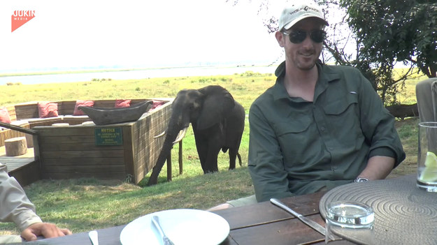 Turyści byli w środku posiłku podczas wycieczki na safari, gdy do ich miejsca pobytu przybył niespodziewany gość. Na szczęście nic poważnego się nie stało mimo ataku ogromnego ssaka.
