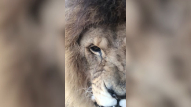 Fotograf zszokował świat pokazując nagranie jakie udało mu się nakręcić podczas pobytu na safari w Południowej Afryce. Zobaczcie sami bliskie spotkanie z ogromnym lwem w zwolnionym tempie. 