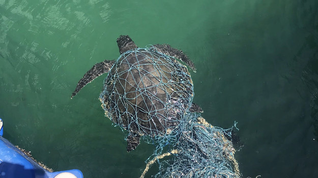 Kobieta zobaczyła jak przy wybrzeżu pływa młody żółw zaplątany w sieci rybackie. Bez wahania ruszyła mu na pomoc. 