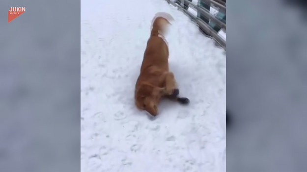 Właścicielka nagrała swojego pupila podczas śnieżnej zabawy. Pies podobno jest wielkim fanem tej pory roku. Zobaczcie jego radość. 