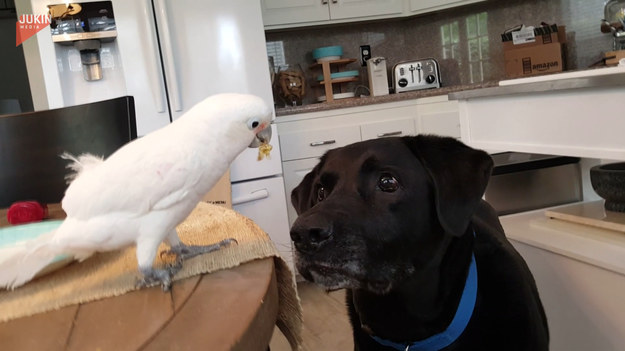 Każdego ranka, papuga karmi swojego kumpla labradora, ulubionym przysmakiem. Duet idealny, prawda?