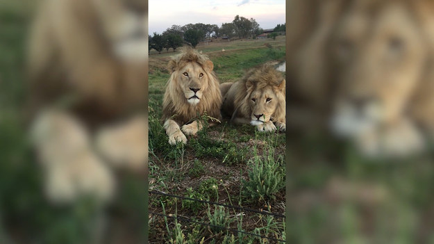 Nagrywającemu udało się nagrać odpoczynek dwóch dorosłych lwów. Niestety spokój ten został zakłócony przez ich siostrę, która brutalnie im to przeszkodziła. Zobaczcie sami. 