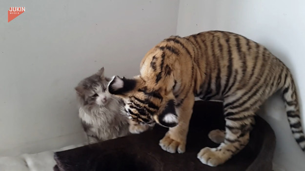 Młody tygrys znalazł nowego kompana do harców. Jak dogaduje się ta dwójka? 
