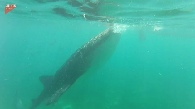 Grupa turystów może mówić o podwójnym szczęściu. Po pierwsze, że udało się im spotkać ogromnego rekina. Druga sprawa, to że była to odmiana rekina wielorybiego, który w głównej mierze żywi się planktonem.